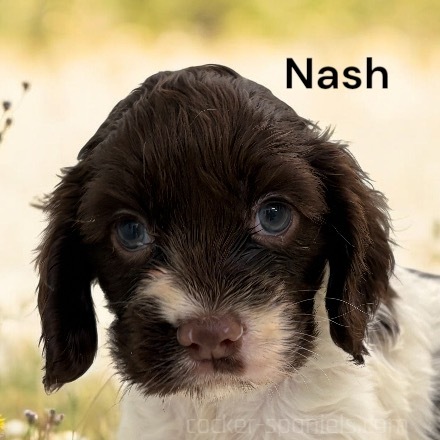 puppy, for, sale, Cocker Spaniel, Joe & Cherri  Overlease, dog, breeder, Miller, MO, dog-breeder, puppy-for-sale, forsale, nearby, find, puppyfind, locator, puppylocator, aca